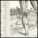 Vesalius at Galveston